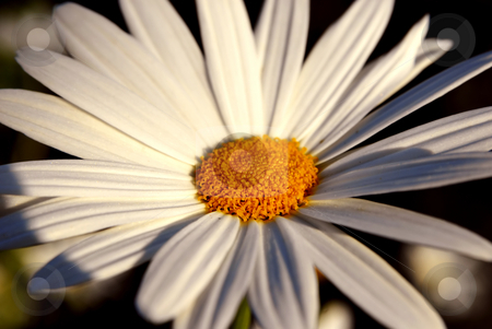 To use this stock image in your creative project, please select the size you need over to the right and click the "Add to Cart" button.
Your downloaded image will come with the Cutcaster watermark removed so don’t worry about the watermark you see on this page. Daisy stock photo, A white daisy isolated on dark background by Rui Vale de Sousa