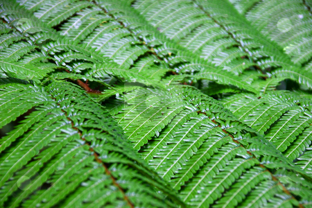 To use this stock image in your creative project, please select the size you need over to the right and click the "Add to Cart" button.
Your downloaded image will come with the Cutcaster watermark removed so don’t worry about the watermark you see on this page. Background stock photo, Nature details by Rui Vale de Sousa