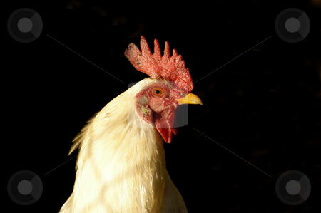 To use this stock image in your creative project, please select the size you need over to the right and click the "Add to Cart" button.
Your downloaded image will come with the Cutcaster watermark removed so don’t worry about the watermark you see on this page. Chicken stock photo, Chicken head detail by Rui Vale de Sousa