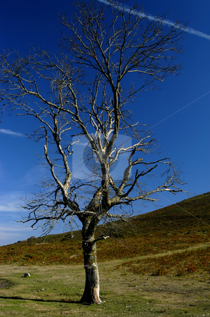 To use this stock image in your creative project, please select the size you need over to the right and click the "Add to Cart" button.
Your downloaded image will come with the Cutcaster watermark removed so don’t worry about the watermark you see on this page. Tree stock photo, Tree on the mountain by Rui Vale de Sousa