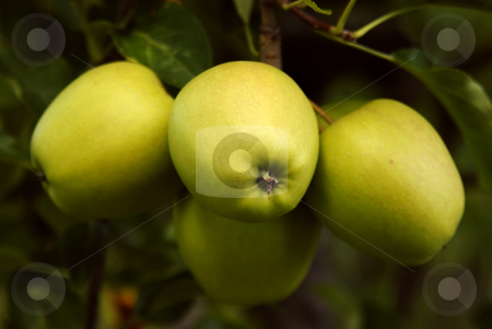 To use this stock image in your creative project, please select the size you need over to the right and click the "Add to Cart" button.
Your downloaded image will come with the Cutcaster watermark removed so don’t worry about the watermark you see on this page. Apples stock photo, Green apple detail on a tree branch by Rui Vale de Sousa