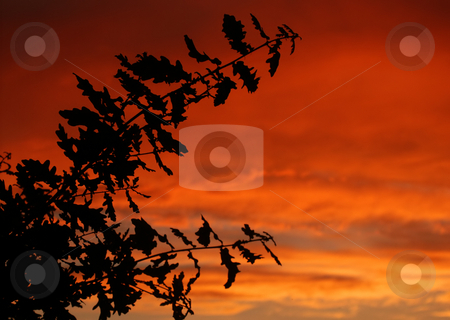 To use this stock image in your creative project, please select the size you need over to the right and click the "Add to Cart" button.
Your downloaded image will come with the Cutcaster watermark removed so don’t worry about the watermark you see on this page. Branches stock photo, Branches at sunset by Rui Vale de Sousa