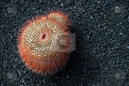 To use this stock image in your creative project, please select the size you need over to the right and click the "Add to Cart" button.
Your downloaded image will come with the Cutcaster watermark removed so don’t worry about the watermark you see on this page. Cactus stock photo, Cactus details by Rui Vale de Sousa