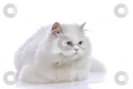 To use this stock image in your creative project, please select the size you need over to the right and click the "Add to Cart" button.
Your downloaded image will come with the Cutcaster watermark removed so don’t worry about the watermark you see on this page. Cat stock photo, White cat with blue eyes. On a white background by Rui Vale de Sousa