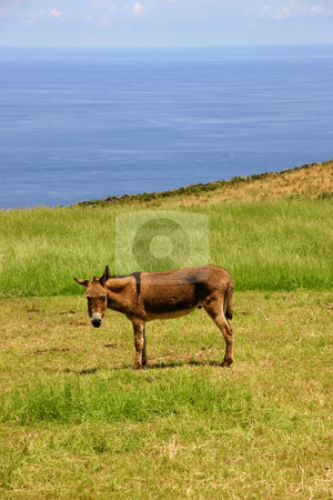To use this stock image in your creative project, please select the size you need over to the right and click the "Add to Cart" button.
Your downloaded image will come with the Cutcaster watermark removed so don’t worry about the watermark you see on this page. Donkey stock photo, Azores donkey at a farm on the coast by Rui Vale de Sousa