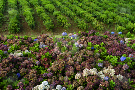 To use this stock image in your creative project, please select the size you need over to the right and click the "Add to Cart" button.
Your downloaded image will come with the Cutcaster watermark removed so don’t worry about the watermark you see on this page. Hortensia stock photo, Hortensia typical flower of azores in a tea field by Rui Vale de Sousa