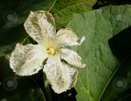 To use this stock image in your creative project, please select the size you need over to the right and click the "Add to Cart" button.
Your downloaded image will come with the Cutcaster watermark removed so don’t worry about the watermark you see on this page. White Squash Flower stock photo, White Squash Flower, white flower on sqaush vine. by Dazz Lee Photography