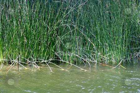 To use this stock image in your creative project, please select the size you need over to the right and click the "Add to Cart" button.
Your downloaded image will come with the Cutcaster watermark removed so don’t worry about the watermark you see on this page. Reed stock photo, Reed building a shore line at a lake. by Henrik Lehnerer