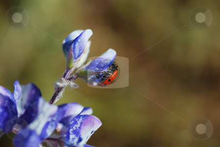 To use this stock image in your creative project, please select the size you need over to the right and click the "Add to Cart" button.
Your downloaded image will come with the Cutcaster watermark removed so don’t worry about the watermark you see on this page. Ladybug on Flower stock photo, A red ladybug on a blue flower on a sunny day. by Denis Radovanovic