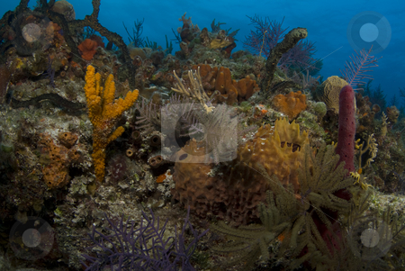 To use this stock image in your creative project, please select the size you need over to the right and click the "Add to Cart" button.
Your downloaded image will come with the Cutcaster watermark removed so don’t worry about the watermark you see on this page. Bahama Reef Landscape stock photo, The ornate beauty of multiple corals on a Bahamian reef. by A Cotton Photo