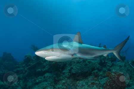 To use this stock image in your creative project, please select the size you need over to the right and click the "Add to Cart" button.
Your downloaded image will come with the Cutcaster watermark removed so don’t worry about the watermark you see on this page. Reef Shark Profile stock photo, A Caribbean Reef Shark (Carcharhinius perezi) swims along a reef in the clear blue water of the Bahamas by A Cotton Photo