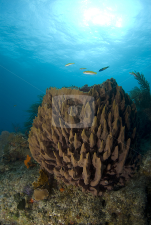 To use this stock image in your creative project, please select the size you need over to the right and click the "Add to Cart" button.
Your downloaded image will come with the Cutcaster watermark removed so don’t worry about the watermark you see on this page. Brown Sponge Portrait stock photo, A brown coral head with fish swimming about under the sun glowed surface of the bahamian sea. by A Cotton Photo
