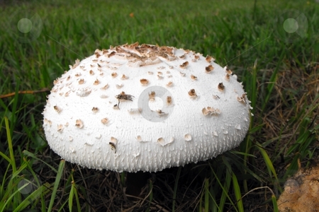 To use this stock image in your creative project, please select the size you need over to the right and click the "Add to Cart" button.
Your downloaded image will come with the Cutcaster watermark removed so don’t worry about the watermark you see on this page. Wild mushroom stock photo, A wild mushroon, Macrolepiota rachodes, growing wild in grass by Robert Brown