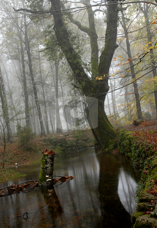 To use this stock image in your creative project, please select the size you need over to the right and click the "Add to Cart" button.
Your downloaded image will come with the Cutcaster watermark removed so don’t worry about the watermark you see on this page. Forest stock photo, Small river in the portuguese national park by Rui Vale de Sousa