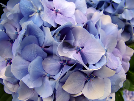 To use this stock image in your creative project, please select the size you need over to the right and click the "Add to Cart" button.
Your downloaded image will come with the Cutcaster watermark removed so don’t worry about the watermark you see on this page. Hydrangea stock photo, Blue hydrangea detail, typical flower of the azores islands by Rui Vale de Sousa