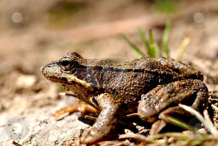 To use this stock image in your creative project, please select the size you need over to the right and click the "Add to Cart" button.
Your downloaded image will come with the Cutcaster watermark removed so don’t worry about the watermark you see on this page. Brown frog, rana temporaria stock photo, Brown frog, close up, profile by Juraj Kovacik