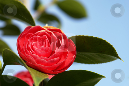 To use this stock image in your creative project, please select the size you need over to the right and click the "Add to Cart" button.
Your downloaded image will come with the Cutcaster watermark removed so don’t worry about the watermark you see on this page. Red stock photo, Red flower and the sky by Rui Vale de Sousa