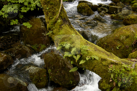 To use this stock image in your creative project, please select the size you need over to the right and click the "Add to Cart" button.
Your downloaded image will come with the Cutcaster watermark removed so don’t worry about the watermark you see on this page. River stock photo, Tree at the river by Rui Vale de Sousa
