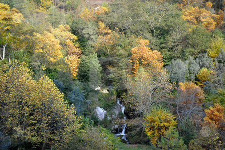 To use this stock image in your creative project, please select the size you need over to the right and click the "Add to Cart" button.
Your downloaded image will come with the Cutcaster watermark removed so don’t worry about the watermark you see on this page. Autumn stock photo, Small river in the portuguese national park, at autumn by Rui Vale de Sousa