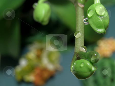 To use this stock image in your creative project, please select the size you need over to the right and click the "Add to Cart" button.
Your downloaded image will come with the Cutcaster watermark removed so don’t worry about the watermark you see on this page. Orchid green buds stock photo, A lot of orchid green buds with drops by Sergej Razvodovskij