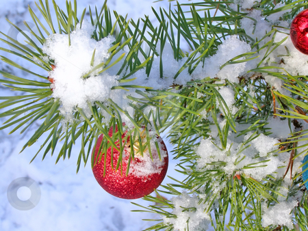To use this stock image in your creative project, please select the size you need over to the right and click the "Add to Cart" button.
Your downloaded image will come with the Cutcaster watermark removed so don’t worry about the watermark you see on this page. Christmas tree under snow stock photo, Red decoration ball on the christmas tree outdoor by Sergej Razvodovskij