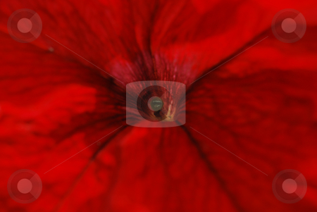 To use this stock image in your creative project, please select the size you need over to the right and click the "Add to Cart" button.
Your downloaded image will come with the Cutcaster watermark removed so don’t worry about the watermark you see on this page. Red petunia stock photo, Close-up red petunia by Leyla Akhundova