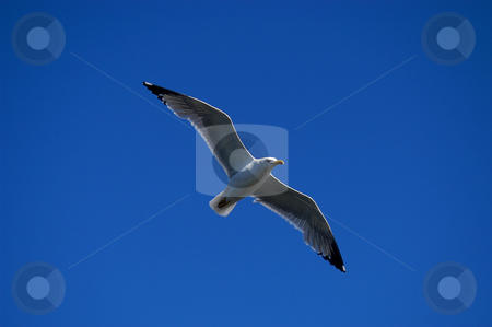 To use this stock image in your creative project, please select the size you need over to the right and click the "Add to Cart" button.
Your downloaded image will come with the Cutcaster watermark removed so don’t worry about the watermark you see on this page. Seagull stock photo, Flying seagull by Rui Vale de Sousa