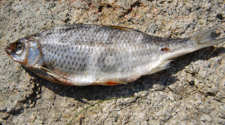 To use this stock image in your creative project, please select the size you need over to the right and click the "Add to Cart" button.
Your downloaded image will come with the Cutcaster watermark removed so don’t worry about the watermark you see on this page. Dried fish stock photo, Close-up dried fish under sunlight on the stone by Leyla Akhundova