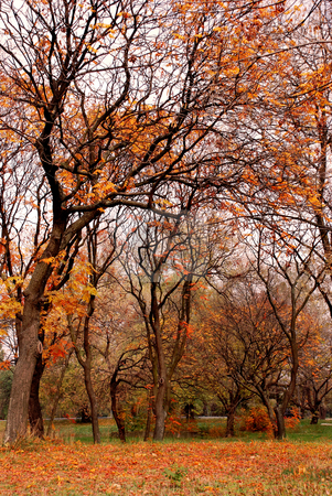 To use this stock image in your creative project, please select the size you need over to the right and click the "Add to Cart" button.
Your downloaded image will come with the Cutcaster watermark removed so don’t worry about the watermark you see on this page. Autumn park stock photo, Autumn trees with red, orange and yellow leaves in park by Julija Sapic