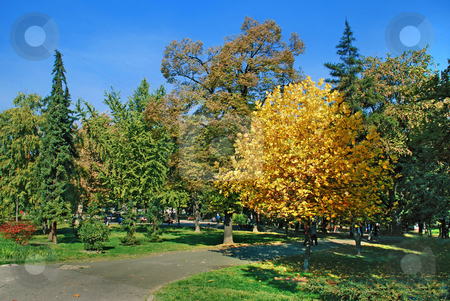 To use this stock image in your creative project, please select the size you need over to the right and click the "Add to Cart" button.
Your downloaded image will come with the Cutcaster watermark removed so don’t worry about the watermark you see on this page. Autumn park landscape stock photo, Yellow and green trees in par over blue sky by Julija Sapic