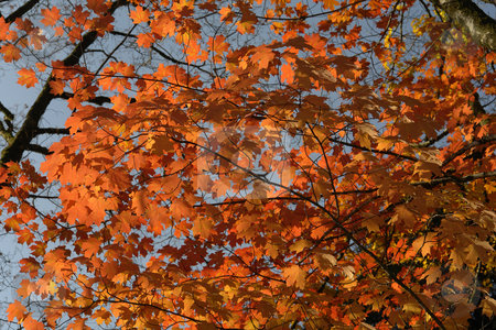 To use this stock image in your creative project, please select the size you need over to the right and click the "Add to Cart" button.
Your downloaded image will come with the Cutcaster watermark removed so don’t worry about the watermark you see on this page. Leaves stock photo, Autumn leaves detail in the portuguese national park by Rui Vale de Sousa