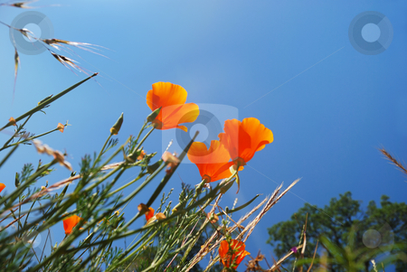 To use this stock image in your creative project, please select the size you need over to the right and click the "Add to Cart" button.
Your downloaded image will come with the Cutcaster watermark removed so don’t worry about the watermark you see on this page. California Poppies Reaching Sky stock photo, California poppies (Eschscholzia californica) with blue sky background. by Denis Radovanovic