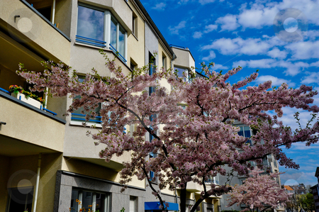 To use this stock image in your creative project, please select the size you need over to the right and click the "Add to Cart" button.
Your downloaded image will come with the Cutcaster watermark removed so don’t worry about the watermark you see on this page. Tree and building stock photo, Blossoming tree in front of apartment building and sky background by Jaime Pharr