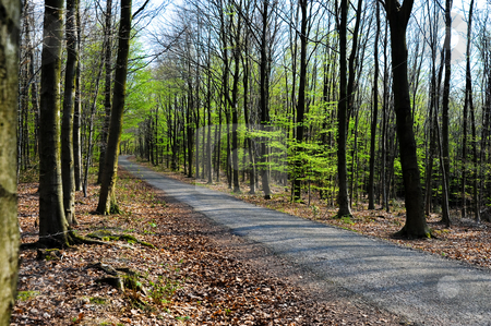 To use this stock image in your creative project, please select the size you need over to the right and click the "Add to Cart" button.
Your downloaded image will come with the Cutcaster watermark removed so don’t worry about the watermark you see on this page. Path stock photo, Path through the trees by Jaime Pharr