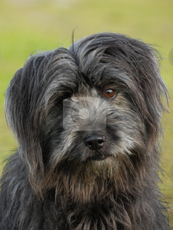 To use this stock image in your creative project, please select the size you need over to the right and click the "Add to Cart" button.
Your downloaded image will come with the Cutcaster watermark removed so don’t worry about the watermark you see on this page. Pyrenean shepherd stock photo, Portrait of a pyrenean sheepdog. focus on the eyes by Bonzami Emmanuelle