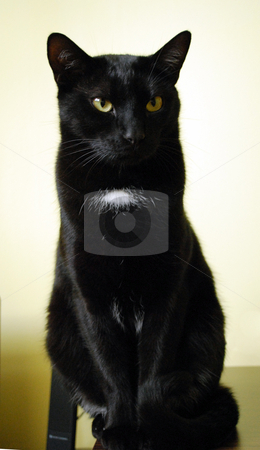 To use this stock image in your creative project, please select the size you need over to the right and click the "Add to Cart" button.
Your downloaded image will come with the Cutcaster watermark removed so don’t worry about the watermark you see on this page. Black Cat stock photo, Close up head shot of green-eyed black cat. by Tudor Antonel adrian