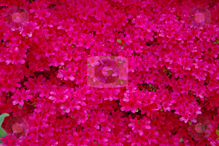 To use this stock image in your creative project, please select the size you need over to the right and click the "Add to Cart" button.
Your downloaded image will come with the Cutcaster watermark removed so don’t worry about the watermark you see on this page. Red azalea stock photo, Close up a blooming red azalea bush, makes a strikin background by Sandra Fann