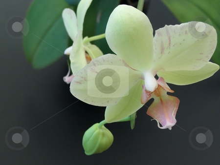 To use this stock image in your creative project, please select the size you need over to the right and click the "Add to Cart" button.
Your downloaded image will come with the Cutcaster watermark removed so don’t worry about the watermark you see on this page. Orchid stock photo, Yellow orchid flowers at the black background by Sergej Razvodovskij