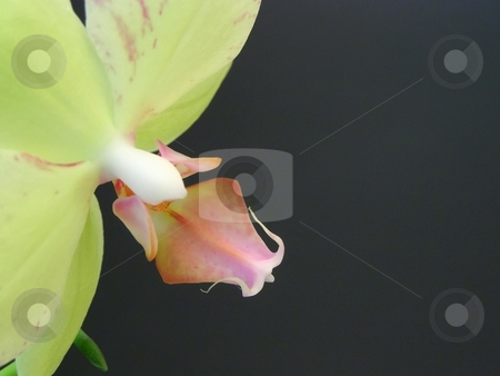 To use this stock image in your creative project, please select the size you need over to the right and click the "Add to Cart" button.
Your downloaded image will come with the Cutcaster watermark removed so don’t worry about the watermark you see on this page. Orchid flower stock photo, Yellow orchid flowers at the black background by Sergej Razvodovskij