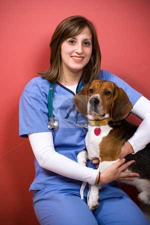 To use this stock image in your creative project, please select the size you need over to the right and click the "Add to Cart" button.
Your downloaded image will come with the Cutcaster watermark removed so don’t worry about the watermark you see on this page. Veterinarian With a Beagle stock photo, A veterinarian posing with a purebred beagle dog. by Todd Arena