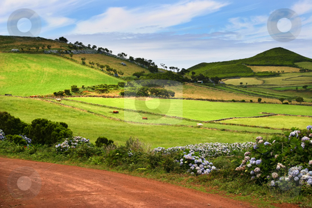 To use this stock image in your creative project, please select the size you need over to the right and click the "Add to Cart" button.
Your downloaded image will come with the Cutcaster watermark removed so don’t worry about the watermark you see on this page. Azores stock photo, Big red road in sao jorge island, azores by Rui Vale de Sousa