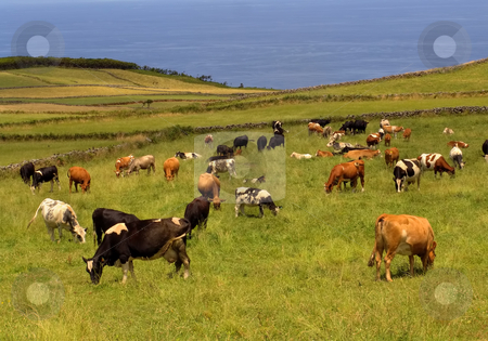 To use this stock image in your creative project, please select the size you need over to the right and click the "Add to Cart" button.
Your downloaded image will come with the Cutcaster watermark removed so don’t worry about the watermark you see on this page. Cows stock photo, Farm cows in the azores island of sao miguel by Rui Vale de Sousa