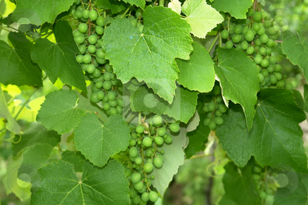 To use this stock image in your creative project, please select the size you need over to the right and click the "Add to Cart" button.
Your downloaded image will come with the Cutcaster watermark removed so don’t worry about the watermark you see on this page. Grapes stock photo, Vineyard detail by Rui Vale de Sousa