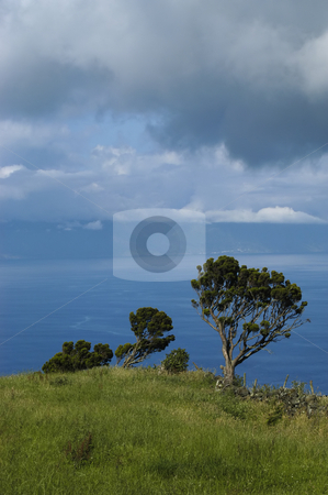 To use this stock image in your creative project, please select the size you need over to the right and click the "Add to Cart" button.
Your downloaded image will come with the Cutcaster watermark removed so don’t worry about the watermark you see on this page. Trees stock photo, Azores coast trees by Rui Vale de Sousa