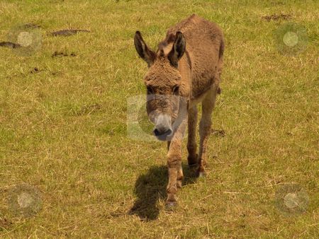 To use this stock image in your creative project, please select the size you need over to the right and click the "Add to Cart" button.
Your downloaded image will come with the Cutcaster watermark removed so don’t worry about the watermark you see on this page. Donkey stock photo, Farm donkey by Rui Vale de Sousa