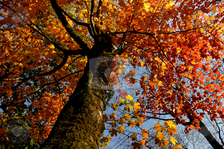 To use this stock image in your creative project, please select the size you need over to the right and click the "Add to Cart" button.
Your downloaded image will come with the Cutcaster watermark removed so don’t worry about the watermark you see on this page. Autumn stock photo, Autumn leaves detail in the portuguese national park by Rui Vale de Sousa