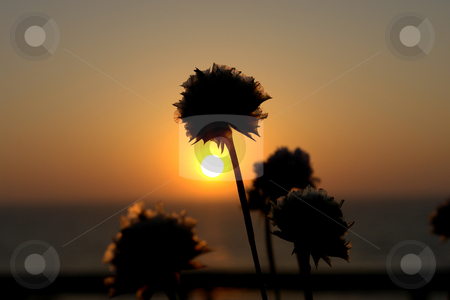 To use this stock image in your creative project, please select the size you need over to the right and click the "Add to Cart" button.
Your downloaded image will come with the Cutcaster watermark removed so don’t worry about the watermark you see on this page. Sunset stock photo, Flowers at the sunset by Rui Vale de Sousa