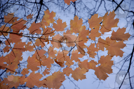 To use this stock image in your creative project, please select the size you need over to the right and click the "Add to Cart" button.
Your downloaded image will come with the Cutcaster watermark removed so don’t worry about the watermark you see on this page. Autumnal stock photo, Autumnal leaves detail with the blue sky as background by Rui Vale de Sousa