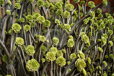 To use this stock image in your creative project, please select the size you need over to the right and click the "Add to Cart" button.
Your downloaded image will come with the Cutcaster watermark removed so don’t worry about the watermark you see on this page. Plants stock photo, Strange flowers by Rui Vale de Sousa
