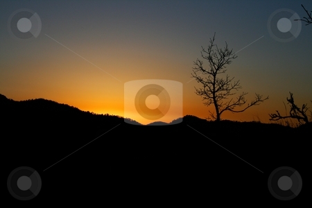 To use this stock image in your creative project, please select the size you need over to the right and click the "Add to Cart" button.
Your downloaded image will come with the Cutcaster watermark removed so don’t worry about the watermark you see on this page. Black Hills Sunset stock photo, A wintering deciduous extends the black range of hills sillouhetting a deep orange sunset. by Gregory Johnson